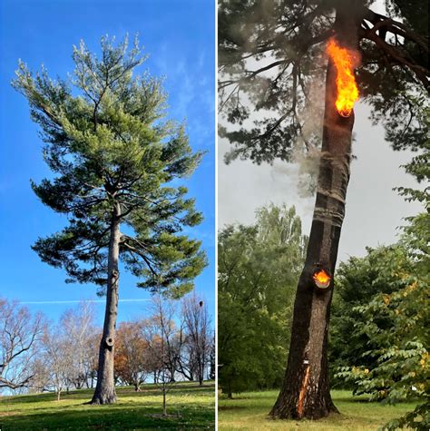 Investigation after field and trees catch fire in Rochford .